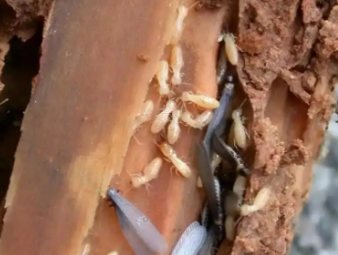 昌图白蚁防治公司分享白蚁的主要种类及针对性防治技巧